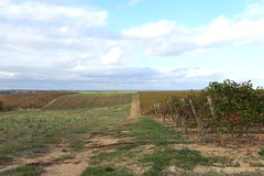 Paysage de vignes à Sainte-Christie