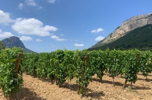 Pic St Loup latest releases