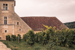 Vine and tilesChateau du Clos Vougeot, Burgundy