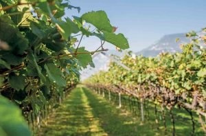 Vineyards at Mezzacorona cooperative winery in northern Italy