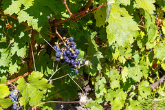 Bunch of grapes_067