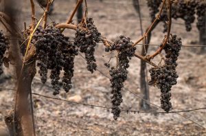 Fire damaged grapes in California