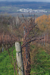 Grapevine Landscape