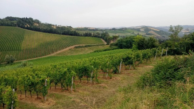 Faenza vineyards