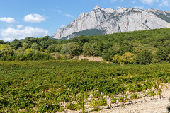 Vineyard plantations at the foot of the Ai-Petri mountain range_140