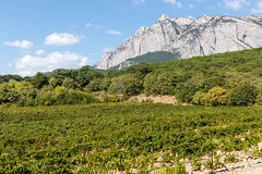Vineyard plantations at the foot of the Ai-Petri mountain range_142