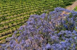 Nikola Estate Winery vines, Swan Valley, Western Australia