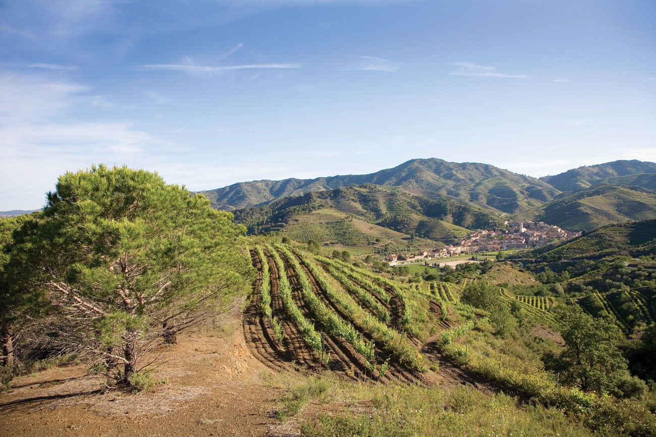Hillside vineyards looking northeast to the village of Porrera