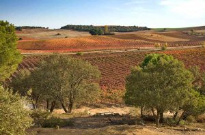 Vineyards in Spain's DO Toro region in Castilla y Leo?n