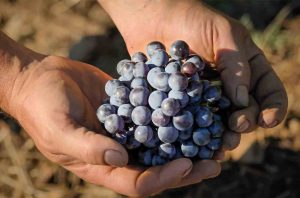 Grapes from Clos Galena in SPain's Priorat wine region