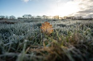 Frosty scene in field