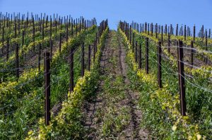 Rows of newly planted Pinot Noir in the Santa Rita Hills.