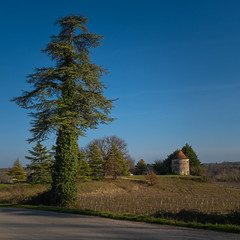 Colonised tree and former windmill - Gironde - France
