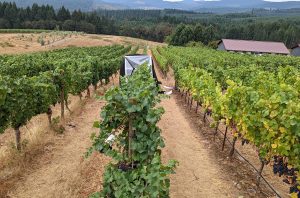 Spray may protect wine grapes from smoke taint