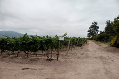 The vines at Bodegas RE