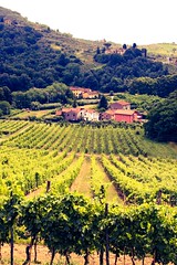 Vignoble de Toscane, Italie