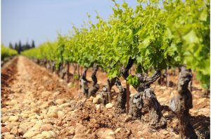 Vines in Lirac AOC, France