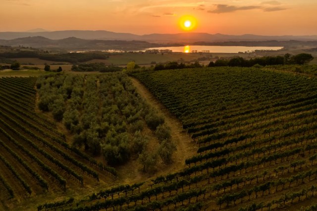 Madrevite vineyards sunset (image: Madrevite)