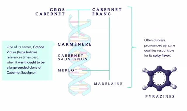 Carménère DNA (image: Wines of Chile)
