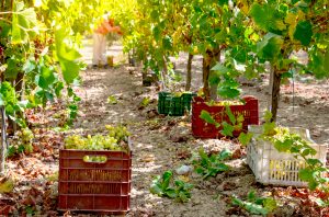 Vineyard in Greece with harvest crates