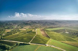 Vineyards in Croatia's Istria region growing its flagship variety, Malvazija Istarska