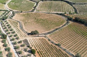 Aerial view of vineyards Penedès, Catalonia, Spain