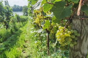 Riesling grapes from Schloss Schönborn's vineyard near the Rhine.