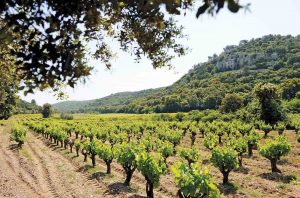 Vineyards in Lirac AOC in the southern Rhône Cru