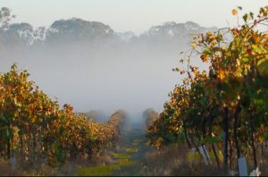 Orange and Hilltops wine regions