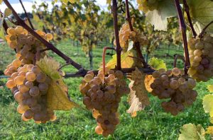 image of Riesling clusters