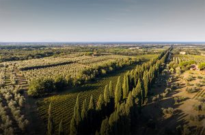 Coastal Tuscany wine