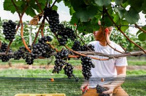 harvest worker in vineyard
