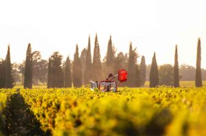 Picking grapes at Campo alla Sughera winery in Bolgheri DOC, Tuscany, Italy