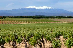 Vineyards in Roussillon, South France
