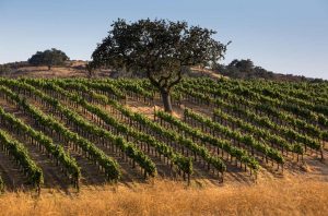 Image of Syrah vineyard on Foxen Canyon Road