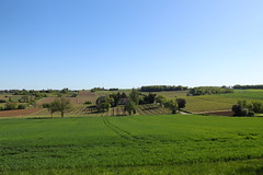 Champs et vignes depuis la place de l'église (Larroque-sur-l'Osse)