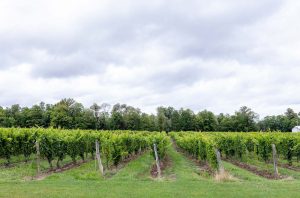 Rows of vines in a vineyard