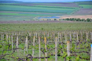 Big Wines vineyards in Ukraine