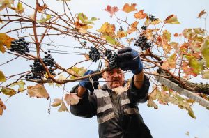 A man pruning a vine in autumn