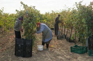Workers harvesting grapes in a vineyard