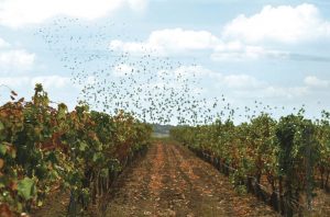 A flock of birds flying over a vineyard