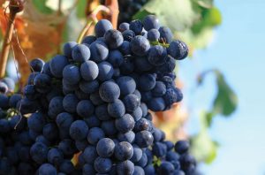 A bunch of black wine grapes