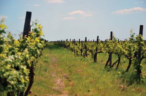 Rows of vines and cover crops