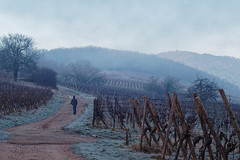 A walk in the mist