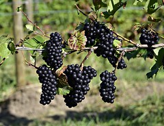 Bunches of Grapes