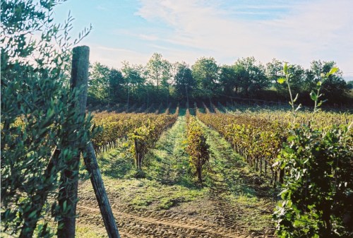Tenuta Licinia vineyards (image: Tenuta Licinia)