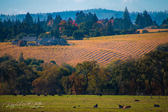 Golden vineyard w cows_newetsy _WM231027
