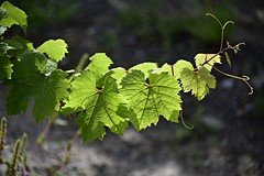 Grape Leaves