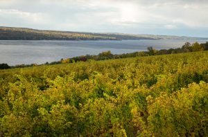 Rows of vines overlooking the Finger Lakes