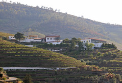 Quinta de São Luiz - Adorigo - Tabuaço
